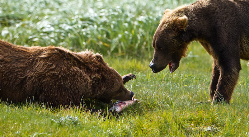 Grizzly Bears Fighting Over Salmon